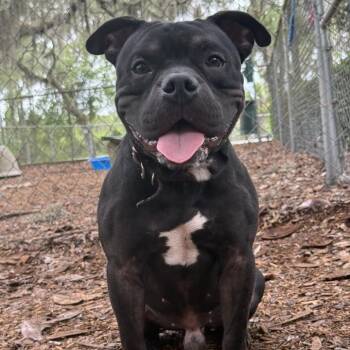 Terrier Dogs Available for Adoption in St. Augustine, Florida - Maui | PetCurious