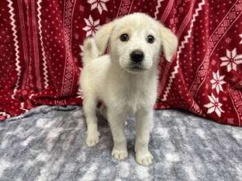Rescue Great Pyrenees and Mixed Breed Dogs for Adoption in Gray, Louisiana - Meringue | PetCurious