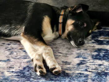 Rescue German Shepherd Dog and Hound Dogs for Adoption in Fort Wayne, Indiana - Bandit | PetCurious