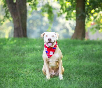 Rescue Terrier Dogs for Adoption in Coatesville, Pennsylvania - Otto | PetCurious