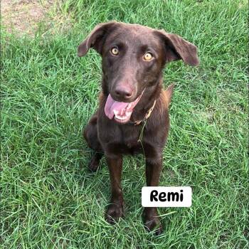Remi -  Chocolate Labrador Retriever Dog for Adoption in Brewton, Alabama - Remi | PetCurious