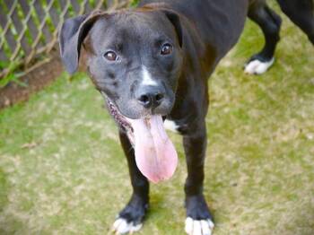 CHOP -  Labrador Retriever and Mixed Breed Dog for Adoption in Tallahassee, Florida - CHOP | PetCurious