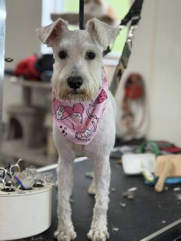 Miniature Schnauzer Dogs Available for Adoption in Warren, Ohio - Lia | PetCurious