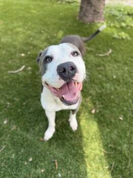 Pokemon - 2 -  Pit Bull Terrier and Mixed Breed Dog for Adoption in Daytona Beach, Florida - Pokemon - 2 | PetCurious