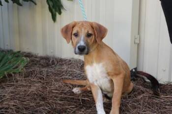 Gary -  Labrador Retriever and Mixed Breed Dog for Adoption in Brunswick, Georgia - Gary | PetCurious