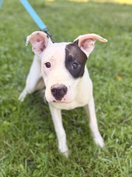 Kona- Transport -  Mixed Breed Dog for Adoption in Gradyville, Kentucky - Kona- Transport | PetCurious
