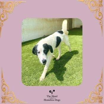 Birdie -  Great Pyrenees and Mixed Breed Dog for Adoption in Cumberland, Rhode Island - Birdie | PetCurious