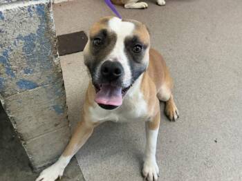 Pit Bull Terrier Dogs Available for Adoption - BEAU | PetCurious