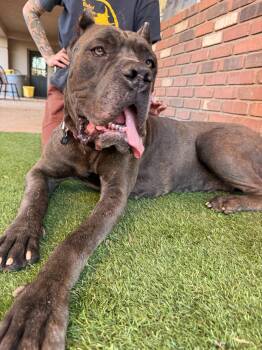 China -  Cane Corso Dog for Adoption in Glendale, Arizona - China | PetCurious