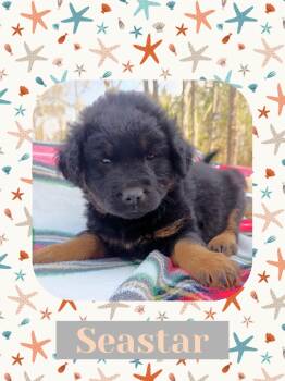 Australian Shepherd and Labrador Retriever Dogs Available for Adoption - Seastar | PetCurious