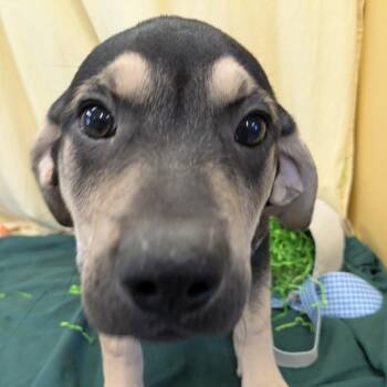 Mixed Breed Dogs Available for Adoption - Moose | PetCurious