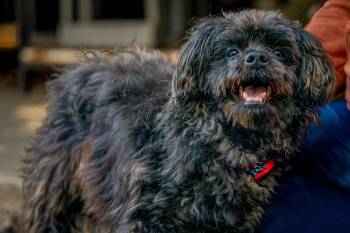 Jonah -  Poodle and Pomeranian Dog for Adoption in Red Wing, Minnesota - Jonah | PetCurious