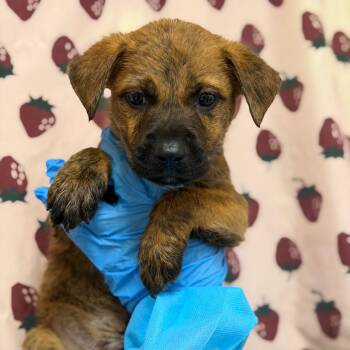 Armadillo -  Labrador Retriever and Mixed Breed Dog for Adoption in San Antonio, Texas - Armadillo | PetCurious