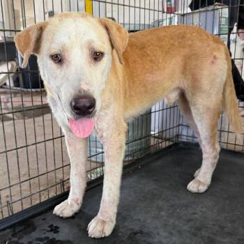 Jerry -  Labrador Retriever Dog for Adoption in Edinburg, Texas - Jerry | PetCurious