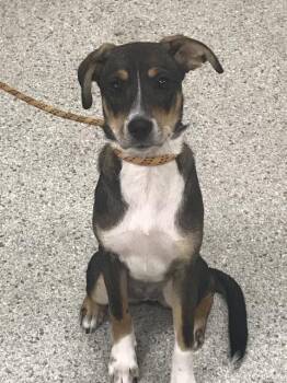 A431549 -  Beagle and Mixed Breed Dog for Adoption in Conroe, Texas - A431549 | PetCurious