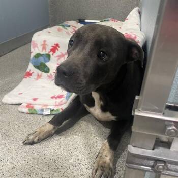 Terrier Dogs Available for Adoption in Tampa, Florida - Victoria | PetCurious