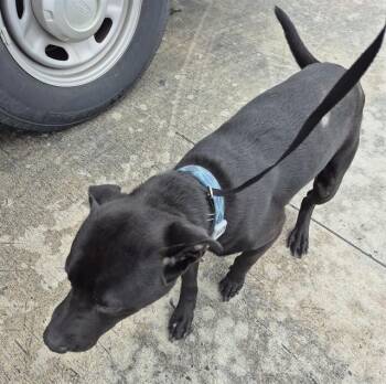 American Staffordshire Terrier Dogs Available for Adoption - DJANGO | PetCurious