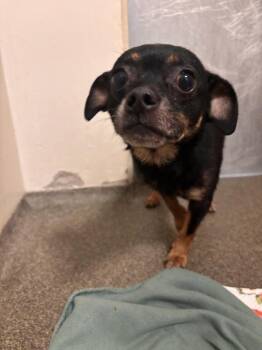 Marcy -  Chihuahua Dog for Adoption in Vancouver, Washington - Marcy | PetCurious