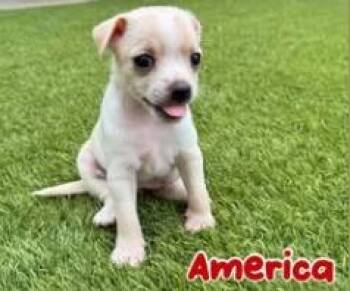 America -  Terrier Dog for Adoption in Mesa, Arizona - America | PetCurious