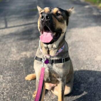 Axel -  Cane Corso and Mixed Breed Dog for Adoption in Chicago, Illinois - Axel | PetCurious