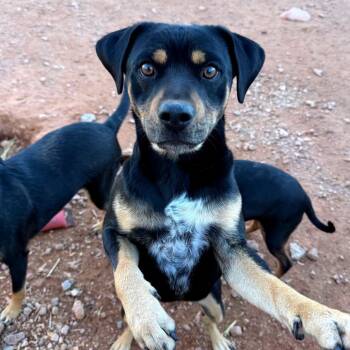 Mixed Breed Dogs Available for Adoption - Dex Sampson | PetCurious