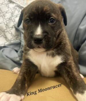 Rescue Labrador Retriever and Shepherd Dogs for Adoption in Cambridge, Maryland - King Moonracer | PetCurious