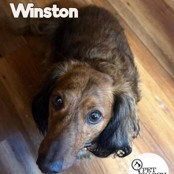 Winston -  Miniature Dachshund Dog for Adoption in Washington, Pennsylvania - Winston | PetCurious