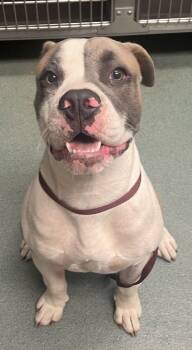 Rescue American Staffordshire Terrier Dogs for Adoption in Raleigh, North Carolina - Bowser Jr | PetCurious