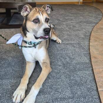 Eddie -  Hound and Mixed Breed Dog for Adoption in Oak Ridge, Tennessee - Eddie | PetCurious