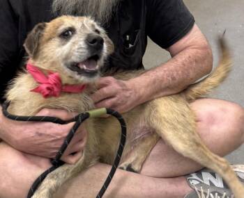 Ruffles -  Australian Shepherd Dog for Adoption in Decatur, Georgia - Ruffles | PetCurious