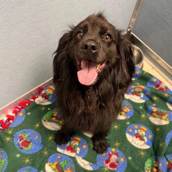 Francis -  Spaniel Dog for Adoption in Uniontown, Pennsylvania - Francis | PetCurious
