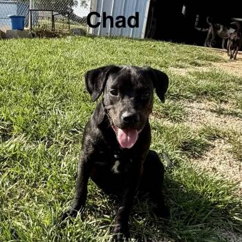 Chad -  Labrador Retriever Dog for Adoption in Brewton, Alabama - Chad | PetCurious
