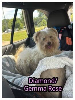Gemma Rose -  Terrier Dog for Adoption in Milton, Georgia - Gemma Rose | PetCurious