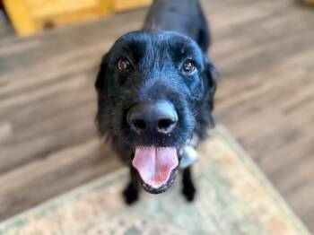 Setter and Black Labrador Retriever Dogs Available for Adoption - Jethro Joseph Jefferson Mayor Of Friendship Town | PetCurious