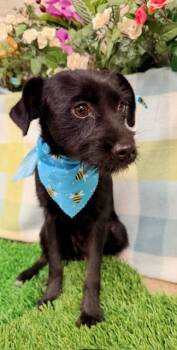 Ginny 179481 -  Miniature Schnauzer Dog for Adoption in Visalia, California - Ginny 179481 | PetCurious