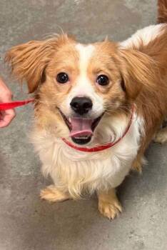 Francis -  Papillon and Cavalier King Charles Spaniel Dog for Adoption in Bowling Green, Kentucky - Francis | PetCurious