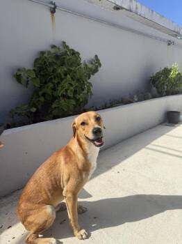 Mixed Breed Dogs Available for Adoption in Naranjito, Naranjito - Timi | PetCurious