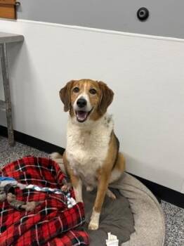 Buddy -  Mixed Breed Dog for Adoption in Cumberland, Maryland - Buddy | PetCurious