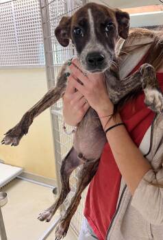 Lucas -  Cattle Dog and Mountain Cur Dog for Adoption in Sparta, North Carolina - Lucas | PetCurious