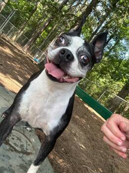 Josie -  Boston Terrier Dog for Adoption in Little Rock, Arkansas - Josie | PetCurious