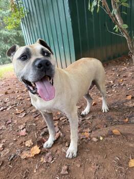 Happy -  American Staffordshire Terrier Dog for Adoption in Salisbury, North Carolina - Happy | PetCurious