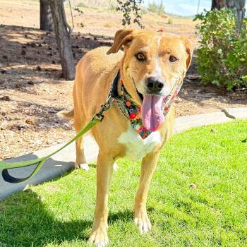 Tater -  Labrador Retriever Dog for Adoption in Gardnerville, Nevada - Tater | PetCurious