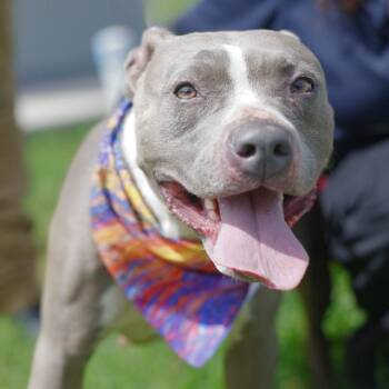 PERLA -  American Staffordshire Terrier Dog for Adoption in San Antonio, Texas - PERLA | PetCurious