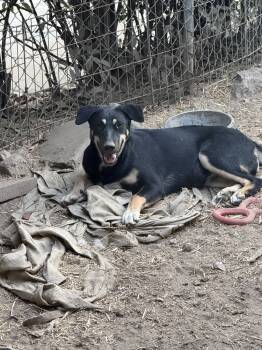 Rescue Shepherd Dogs for Adoption in Redlands, California - Brenda | PetCurious