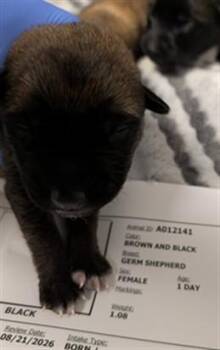 TWIX - NEEDS A FOSTER -  German Shepherd Dog Dog for Adoption in Ontario, California - TWIX - NEEDS A FOSTER | PetCurious