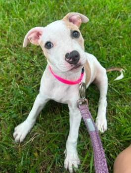 Tinker Bell -  Pit Bull Terrier and American Staffordshire Terrier Dog for Adoption in Troy, Michigan - Tinker Bell | PetCurious