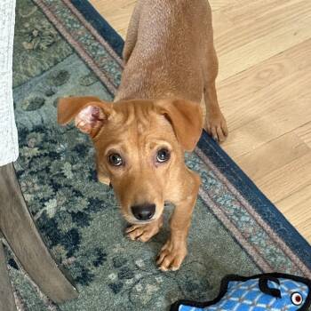 Pico -  Chihuahua and Mixed Breed Dog for Adoption in Fairfax Station, Virginia - Pico | PetCurious