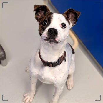 Boxer and Terrier Dogs Available for Adoption - Dash | PetCurious