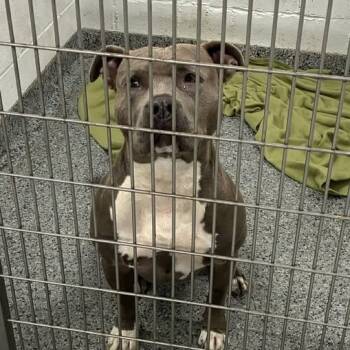 Rescue Mixed Breed Dogs for Adoption in Jeffersonville, Indiana - Veronica | PetCurious