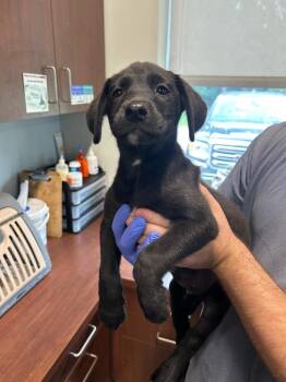 Magnolia -  Catahoula Leopard Dog and Labrador Retriever Dog Available for Adoption in Gautier, Mississippi - Magnolia | PetCurious